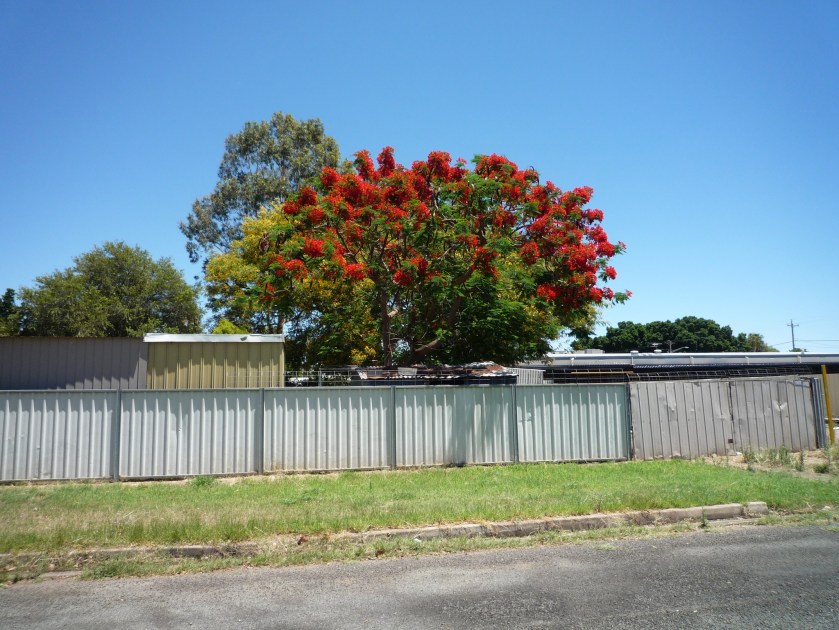bourke-tree