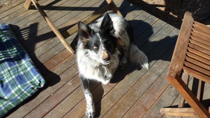 Should have called him Digger